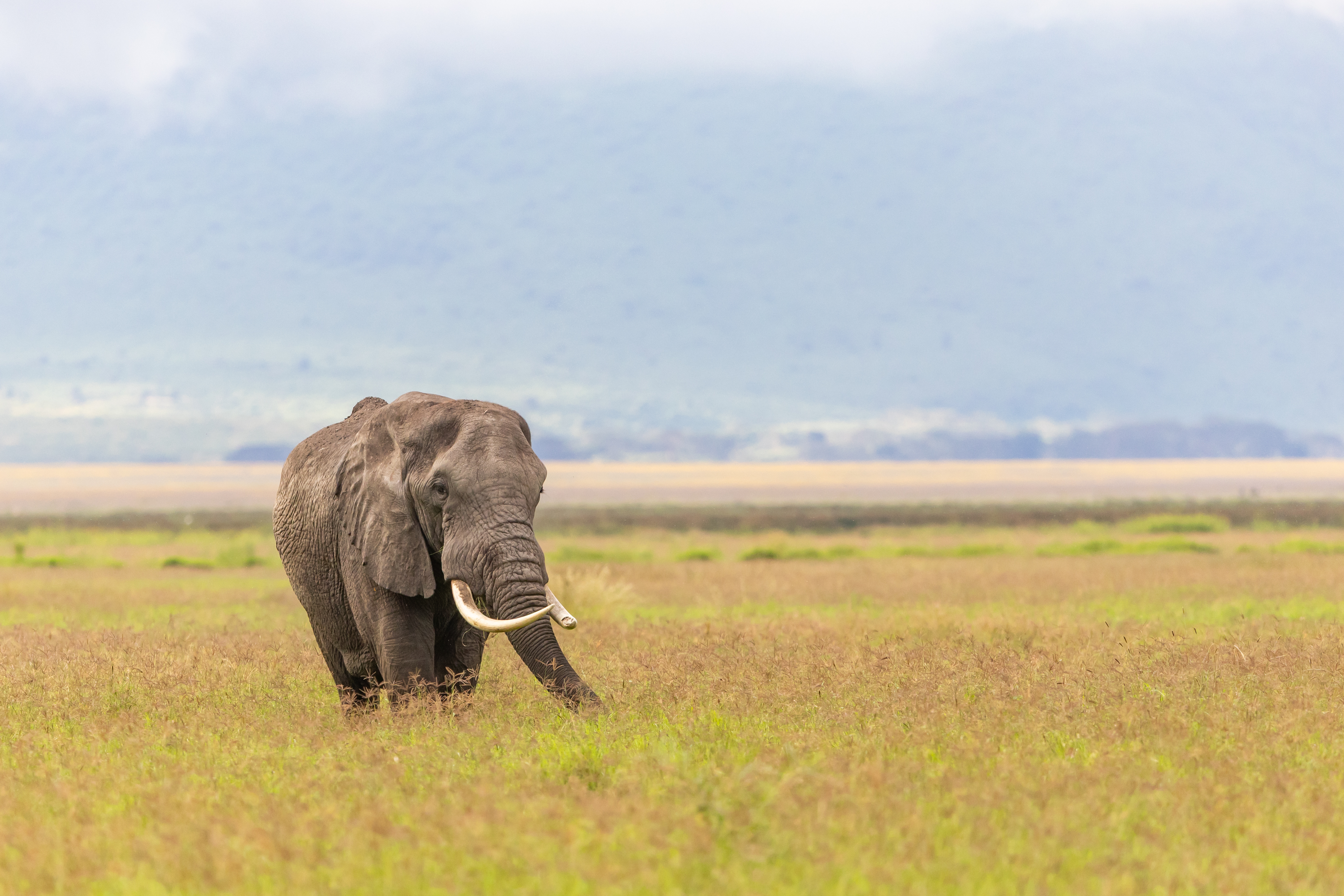 Ngorongoro Elephant.jpg